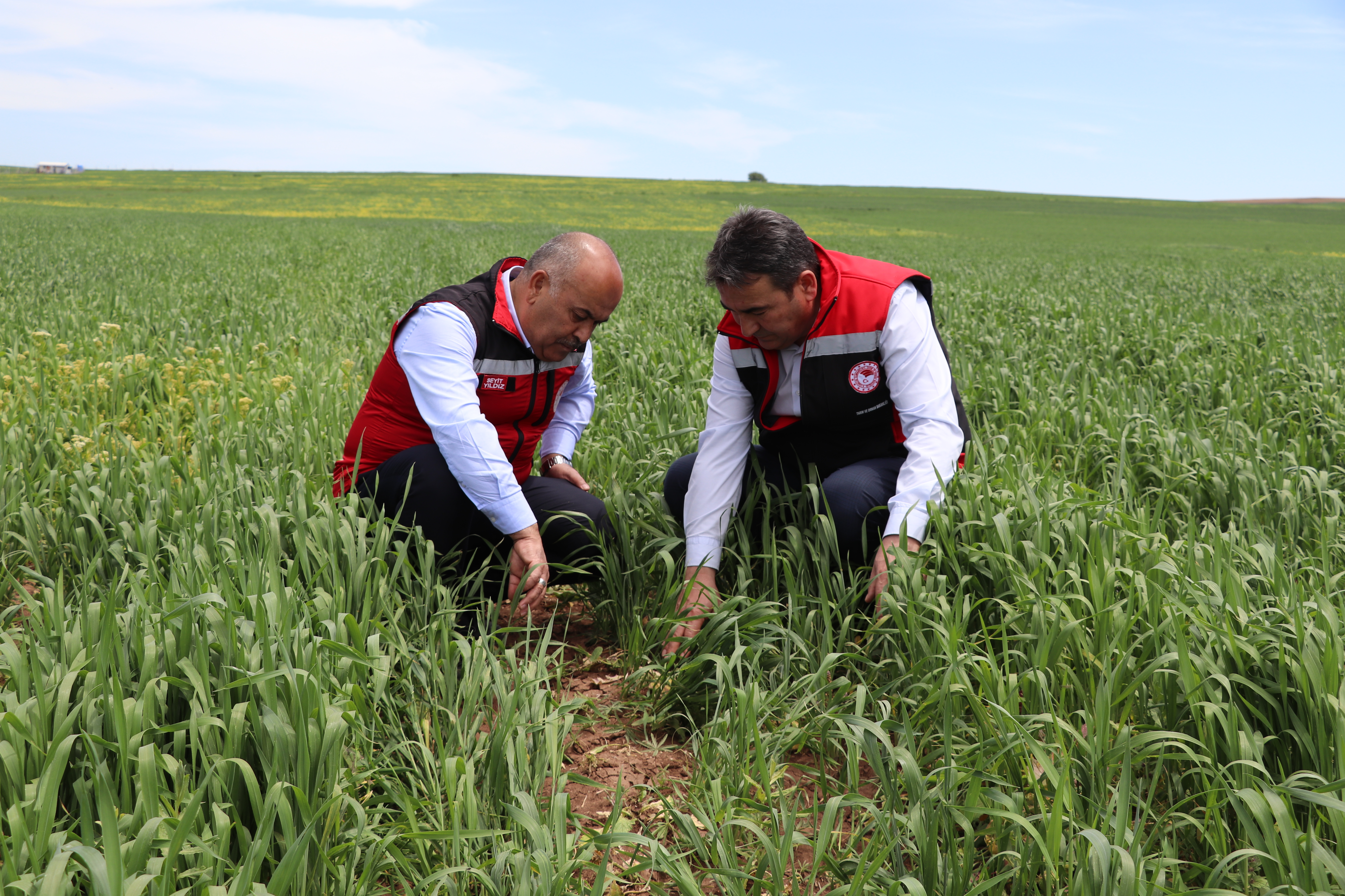 Tarım ve Orman İl Müdürü Seyit Yıldız Hububat Ekili Alanlarda İncelemelerde Bulundu.