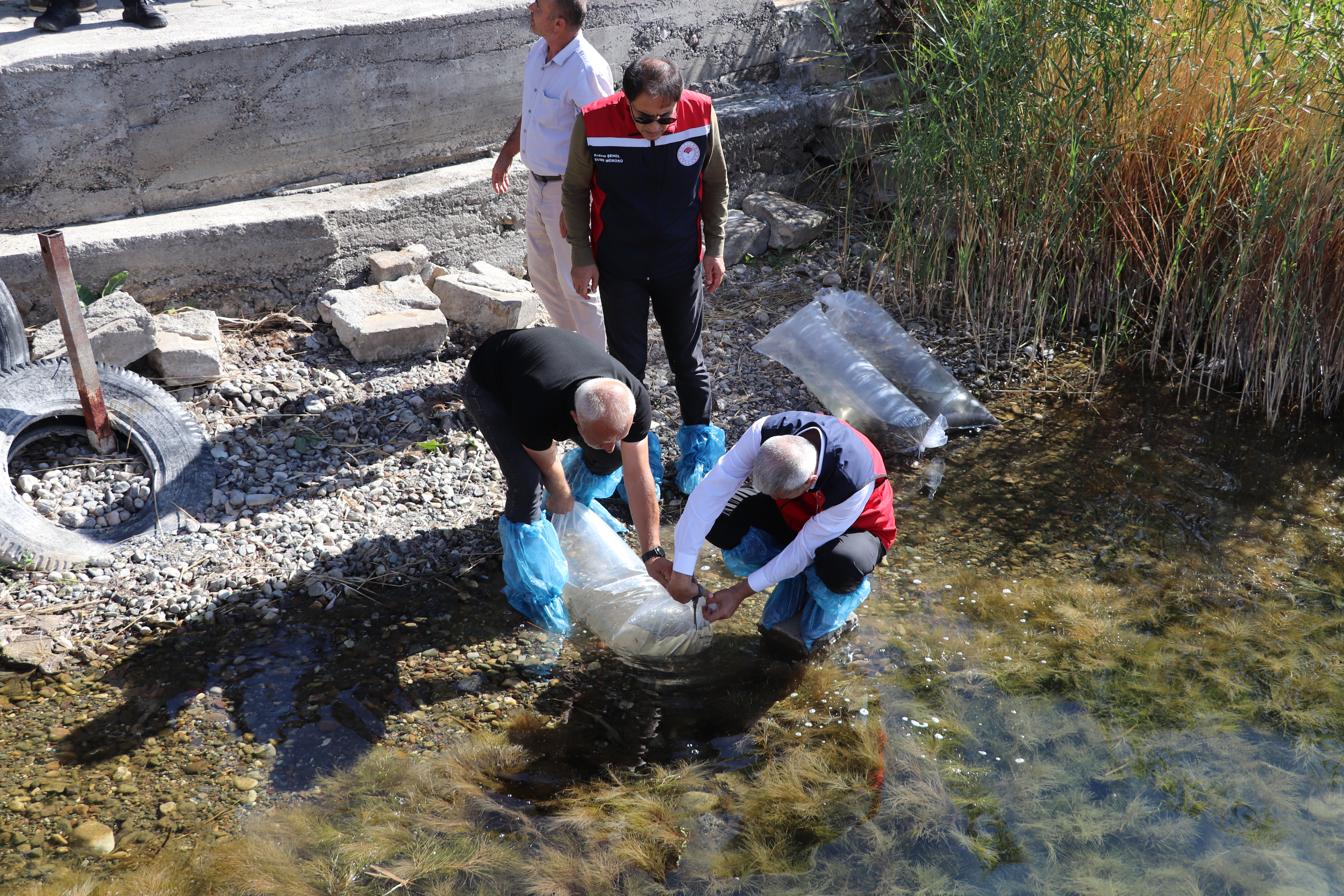Göl ve Göletlerde Balıklandırma Çalışmaları Devam Ediyor Göl ve Göletlerde Balıklandırma Çalışmaları Devam Ediyor