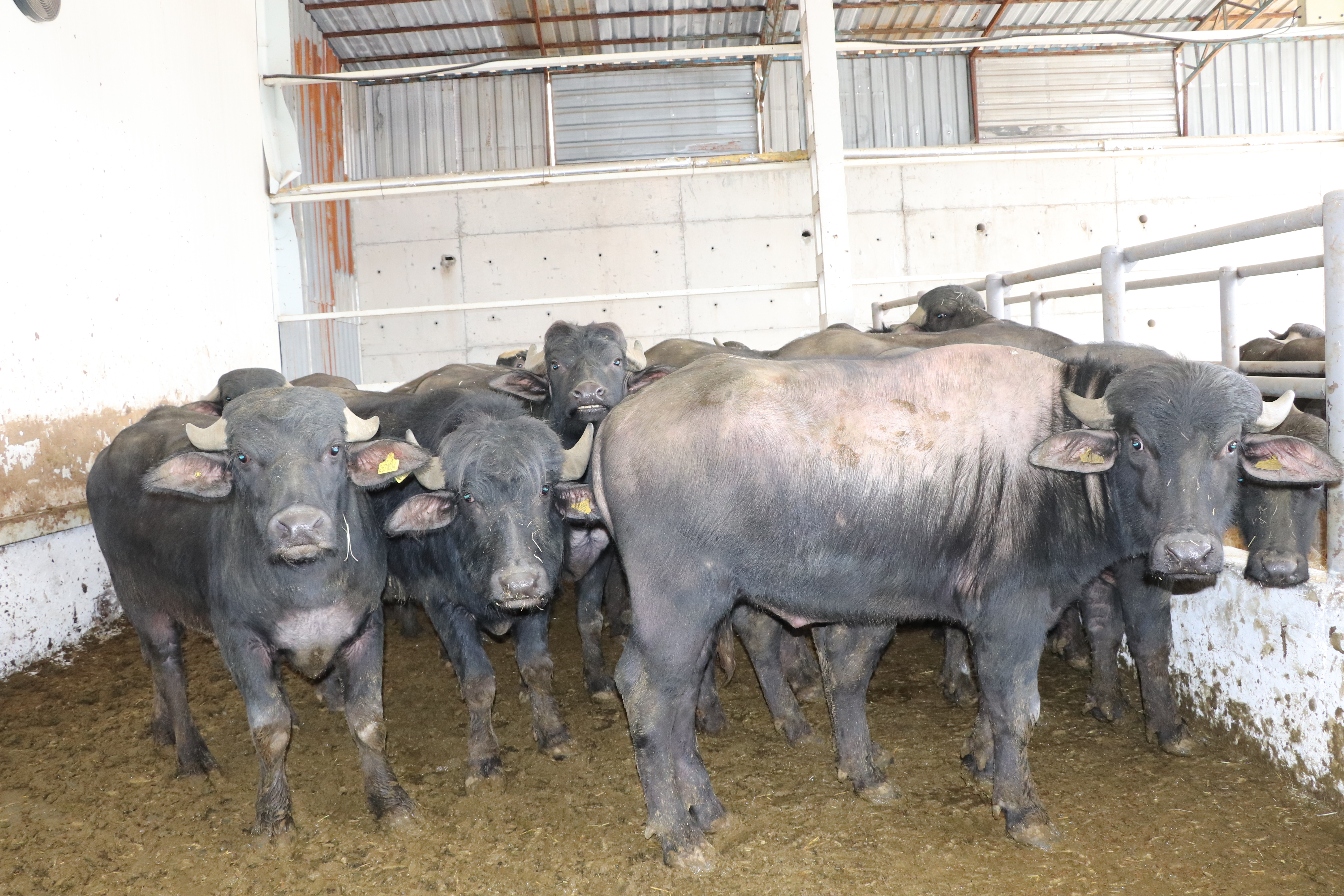 Anadolu Mandaları Yetiştiricilerimize Teslim Edildi