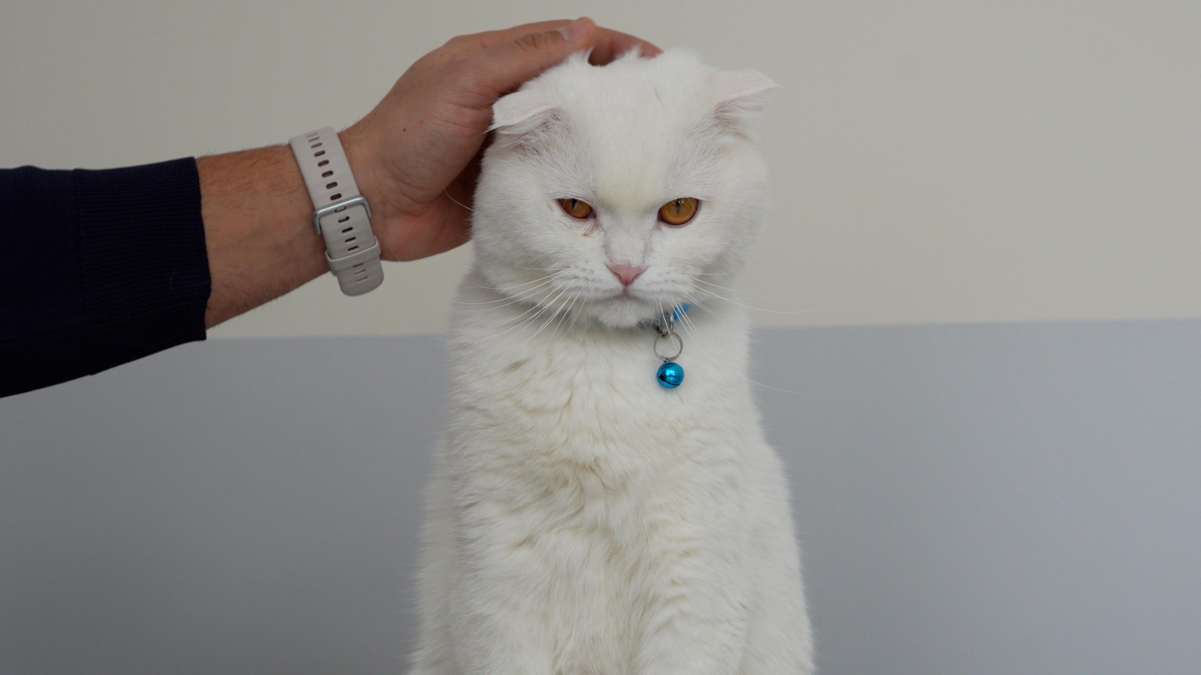 Cumhuriyet Üniversitesi Veteriner Fakültesi Hayvan Hastanesi Acil Kliniği Hizmetlerini Sürdürüyor