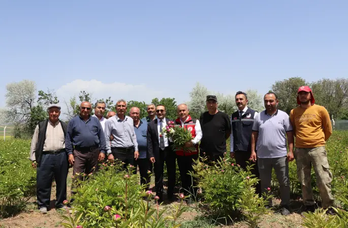 Gemerek’te Şakayık Hasadına Başlandı