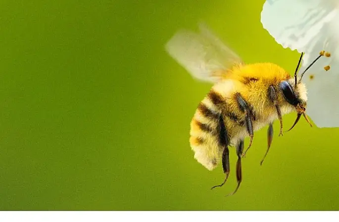 'Arıların Gizemli Dünyası',   7 Nisan Salı Saat 20.00 ve 21.00'de İki Bölüm Art Arda  National Geographic WILD Ekranlarında İzleyicilerle Buluşuyor!