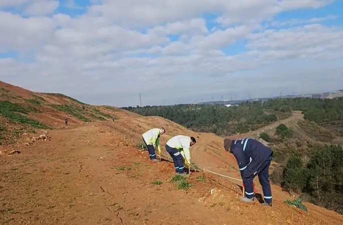 Gebze'de 4 bin 500 sedir ağacı toprakla buluştu