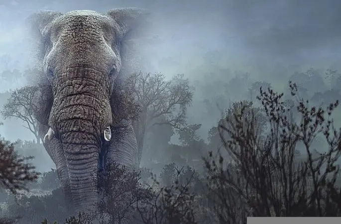 Hayalet Filler',   11 Mart Çarşamba 20.00'de   National Geographic WILD Ekranlarında!